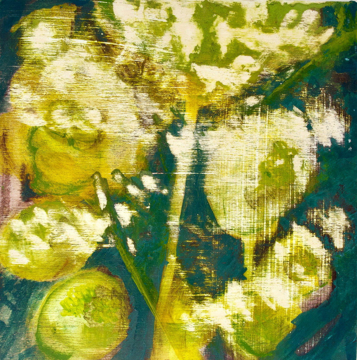 Cow Parsley
